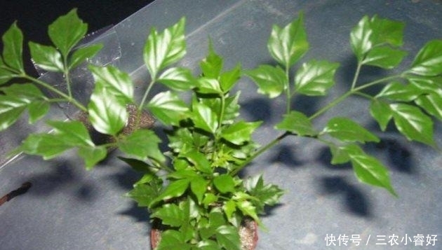 花儿谷|幸福树这样养, 粗枝大叶, 四季绿油油!