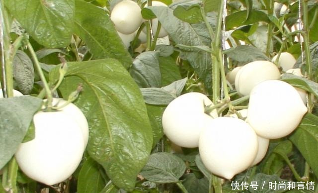 这4种水果,自从换了“洋名字”,吃货们纷纷购买!