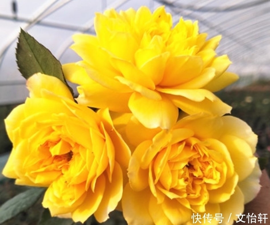 品种|100个月季品种,千姿百态,每个都很漂亮,图名并茂,值得收藏