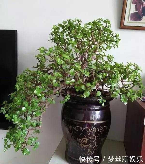 君子兰|老花农1句话，茶花养的花大叶绿，比看书还长知识！