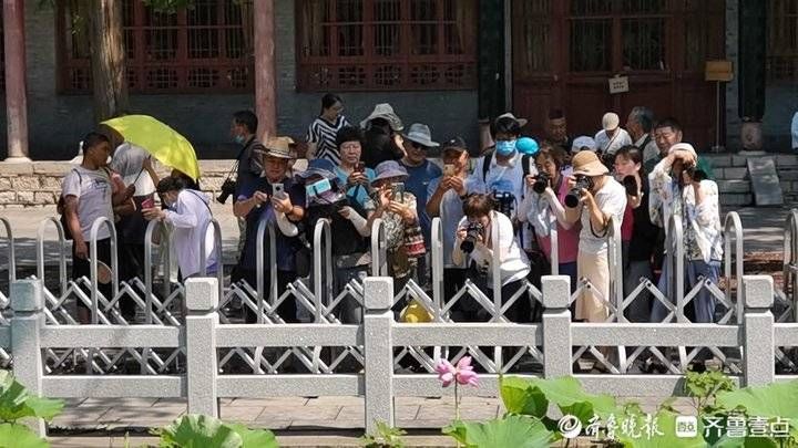 雨荷厅|并蒂莲开花“出圈”！接连上热搜，济南市民跟拍六天记录生长过程