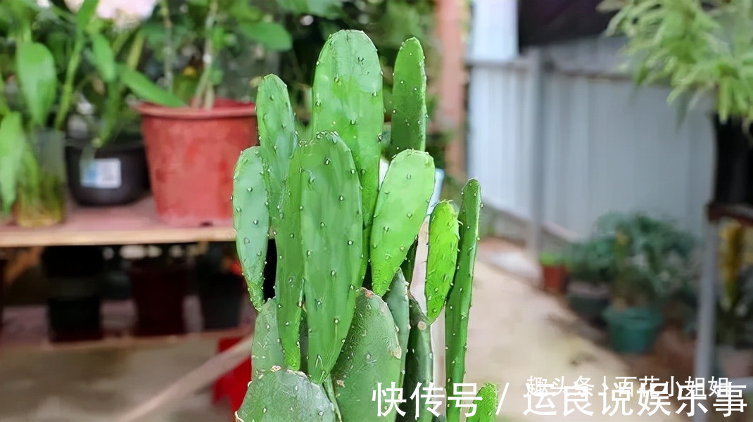 5种花,懂花的人不在家里养,会被嘲笑“没品位”