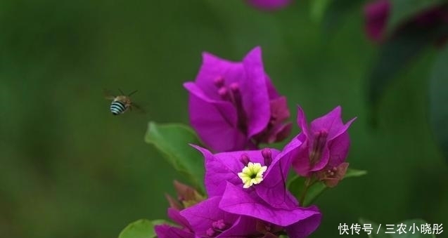 三角梅|三角梅花色绚丽，花期长，易栽培，栽种三角梅要注意什么？