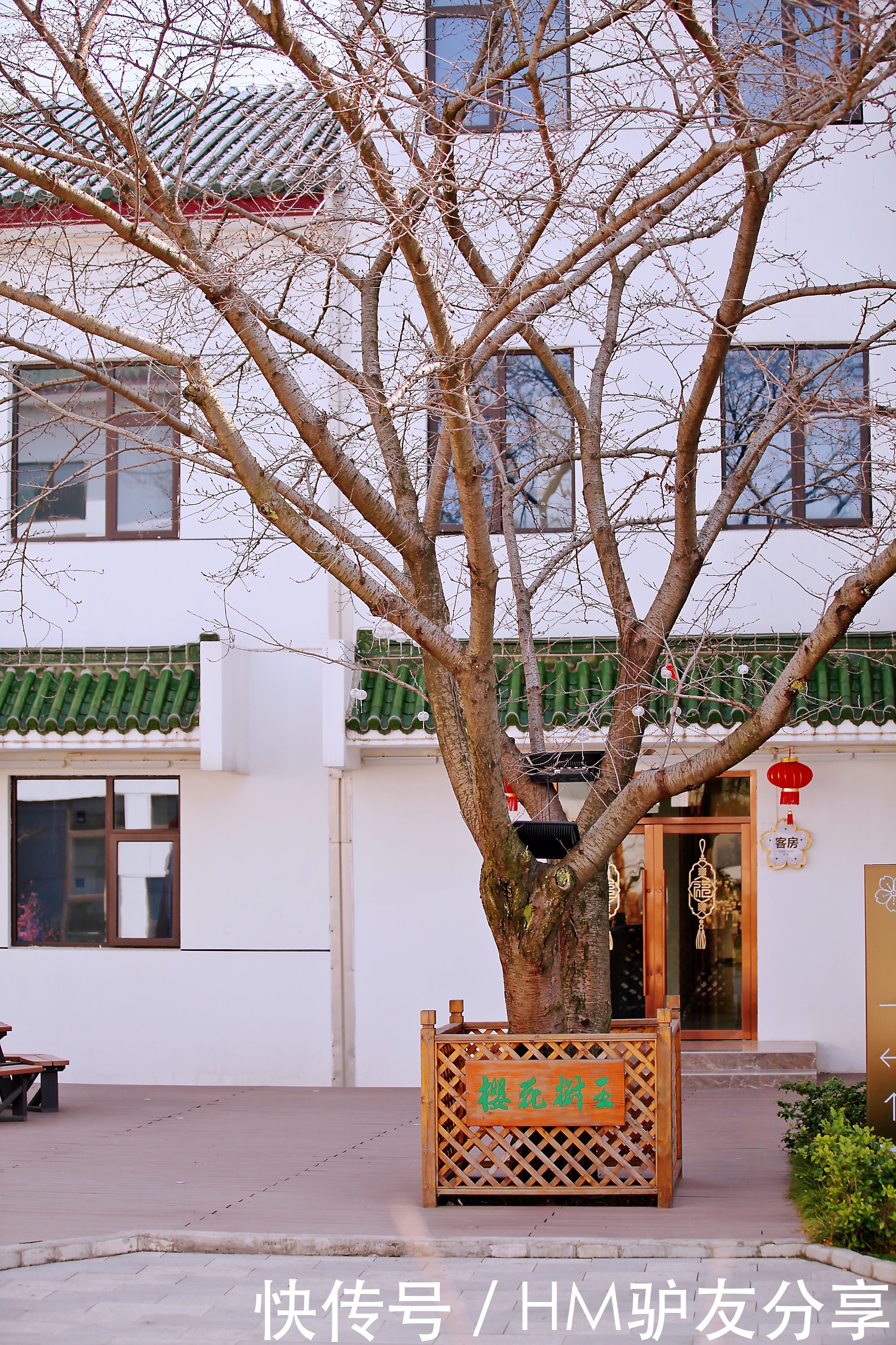 鼋头渚景区内“樱花树王”终于公开了,3月中下旬可以去打卡