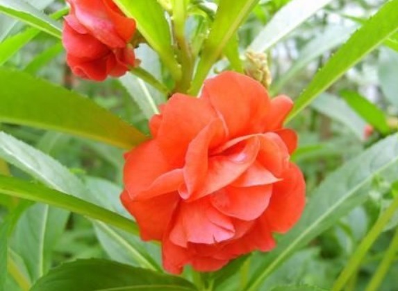 1种花,人称“草本玫瑰”,比玫瑰美,比月季好养,芳香飘满屋