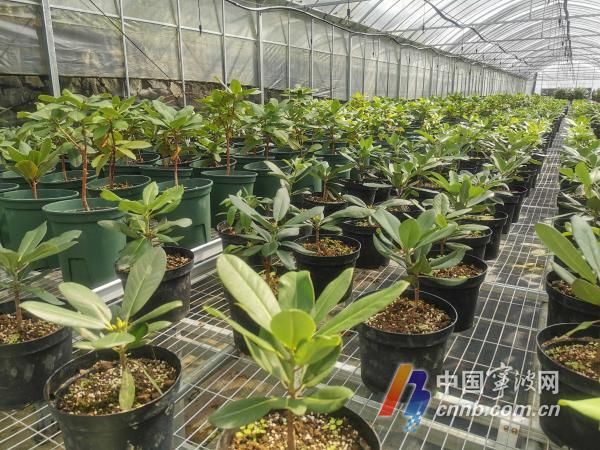 六年来宁波林场培育华顶杜鹃种苗2万多株