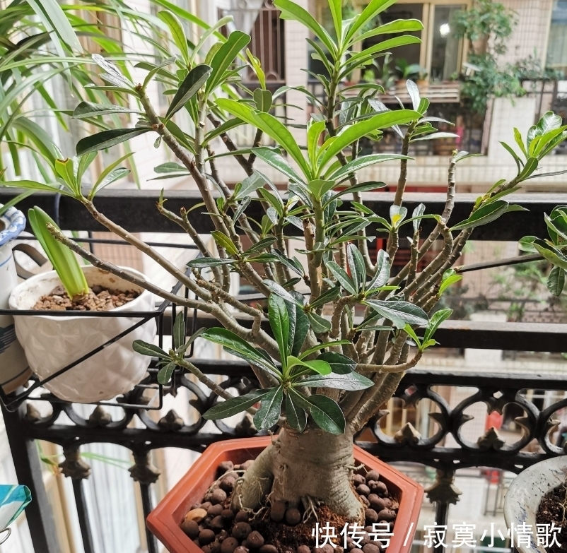 花芽|带大肚子的沙漠玫瑰,养护多注意这5点,霸气镇宅,开花比月季美