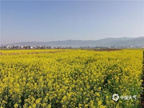 是春天了！云南油菜花盛放 沐浴春风万顷黄