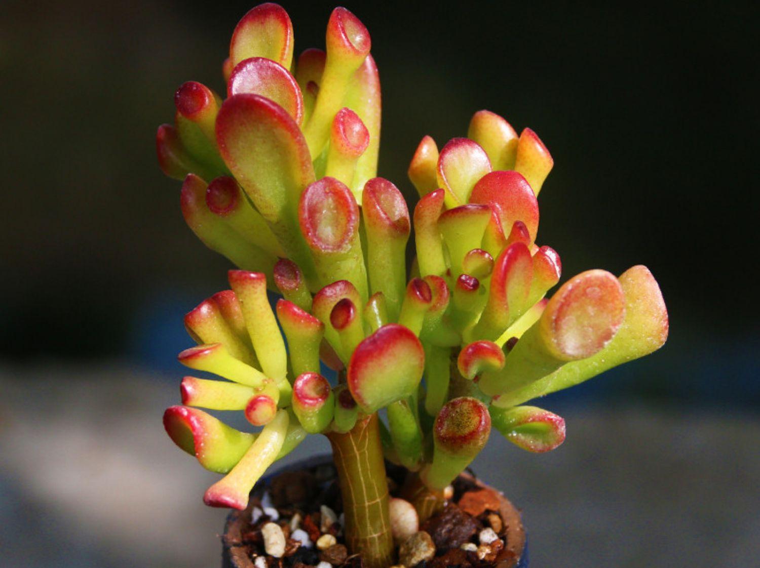 寒潮来袭！6种“怕冷肉”尽早搬到室内，否则容易冻伤