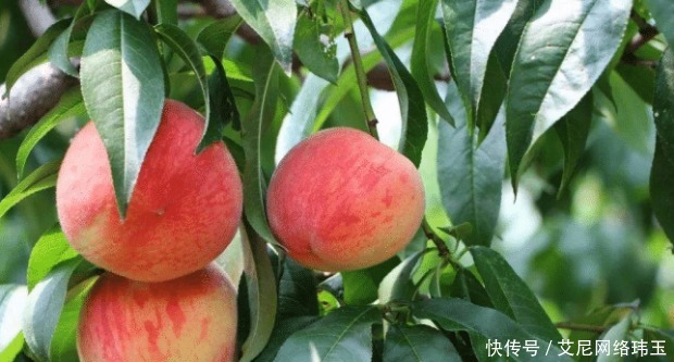  警告|老中医警告：吃完桃子后不能碰它，不然等于滋养“癌细胞”！