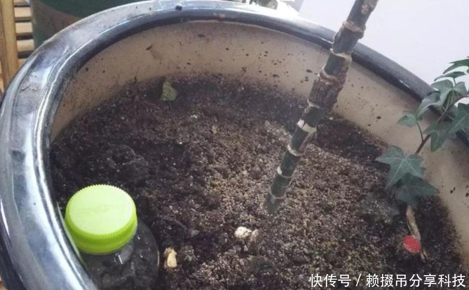 10年老花农的养花秘诀土里埋个塑料瓶，施肥没味长得旺