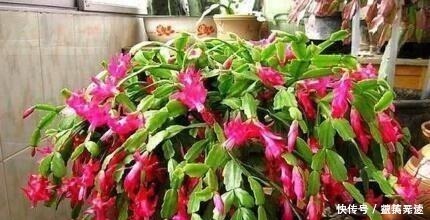 爆盆|什么柳树皮,阿司匹林都不如“1勺它”,厨房取一勺,养啥旺啥!