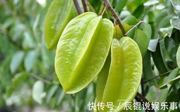 修剪|杨桃降低血脂、生津止渴，农民种植只需掌握四点，收获高产杨桃