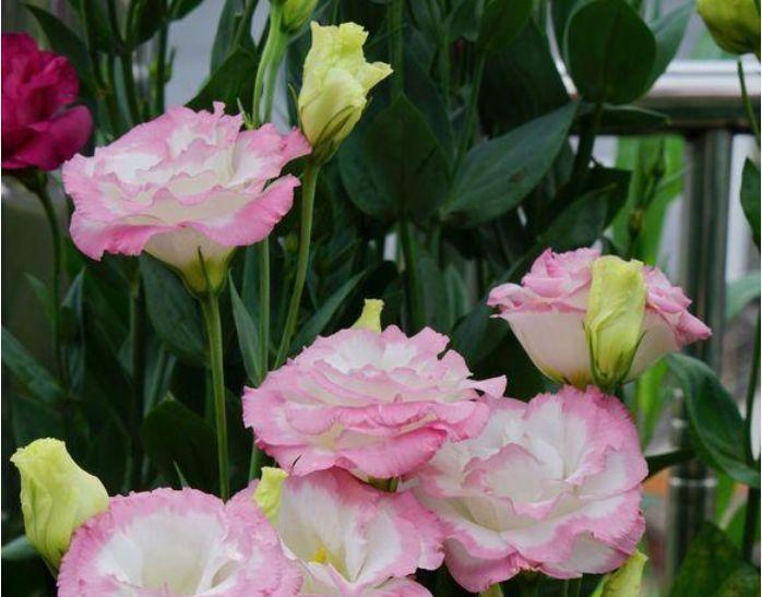 家里阳台必养此款花卉,花期长花量大,一盆千百朵,枝头花苞满