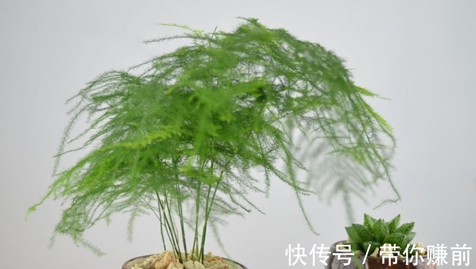 怎样养好文竹,才能避免文竹黄叶呢?