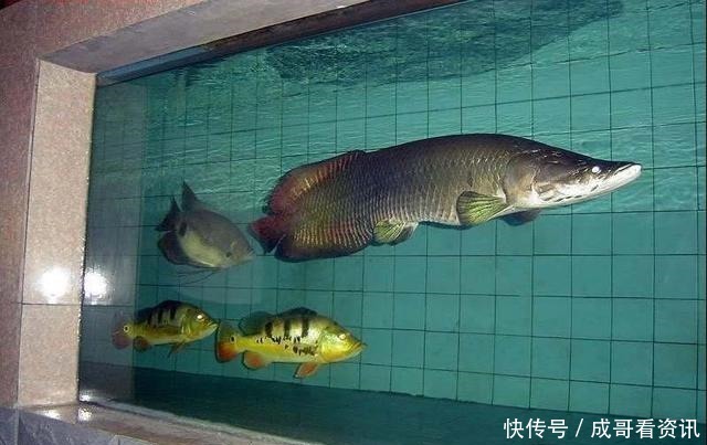 发生|晚上关灯后,观赏鱼为什么会发生剧烈的惊缸现象