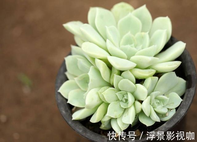 多肉植物|多肉好养却难养爆盆,掌握这几个“技巧”,养爆盆不困难