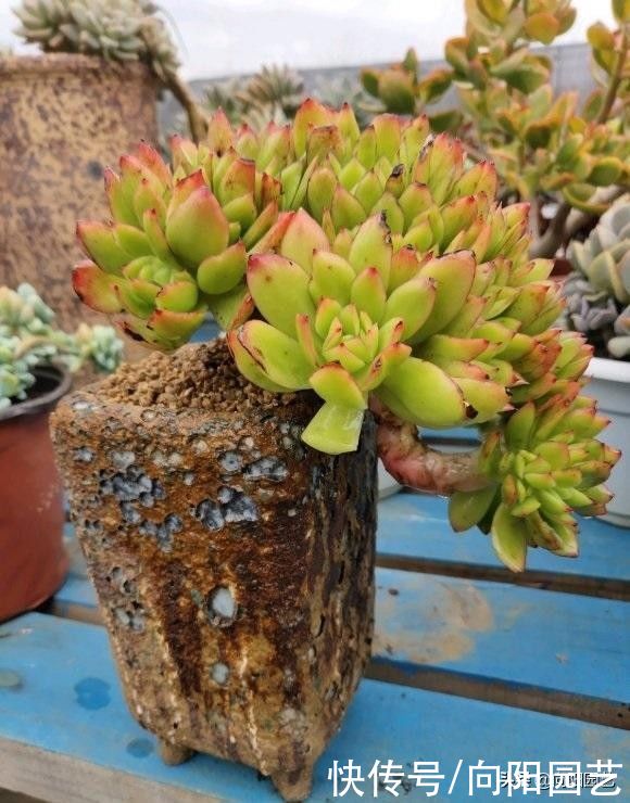 多肉|多肉养成老桩，靠的是时间，至少也要3年，心急吃不了热豆腐