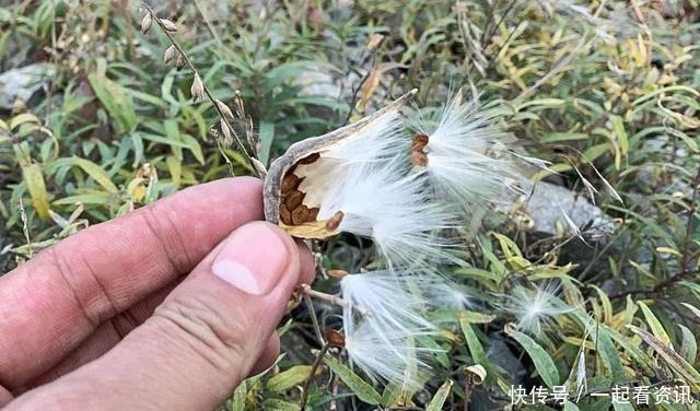 果肉|此野果乡下小孩都吃过,如今68元供不应求,真的有这么好