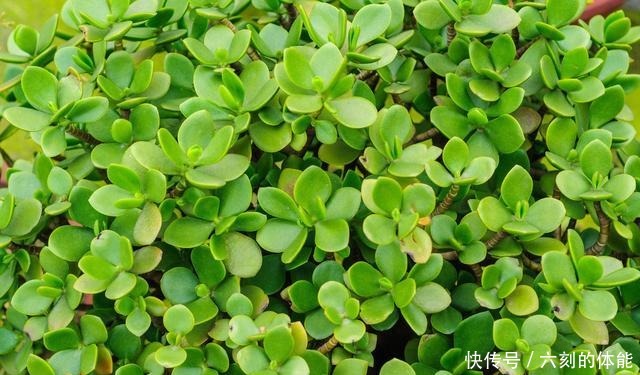 适合客厅养的三种花,寿命长寓意好,养护很简单!