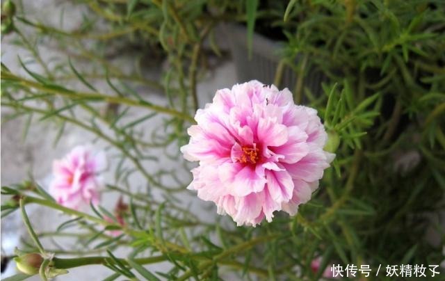 3种花很好养,沾土就能活,浇水就爆盆,好养易活漂亮极了