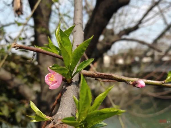 老年|在成都，把春“卷”回家