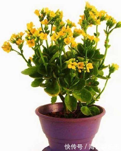 温度|盆栽长寿花，即将“休眠期”，夏天“别踩坑”，睡醒开花多