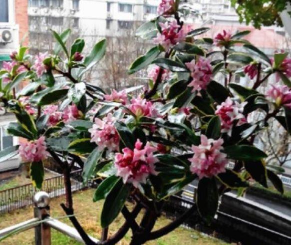 茉莉花|正月过后，有钱人都养5种花，不仅名字好听，花也漂亮