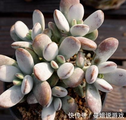 叶片|有趣的多肉植物分享,初夏开花的乒乓福娘,软萌外表开出惊艳花朵