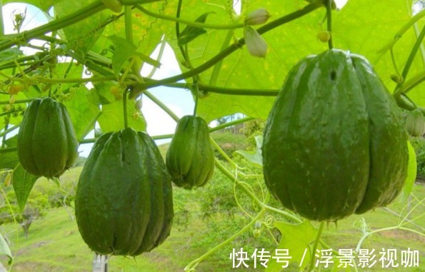 佛手瓜利尿排钠|佛手瓜利尿排钠、提高智力,如何收获高产的佛手瓜,只需掌握一点