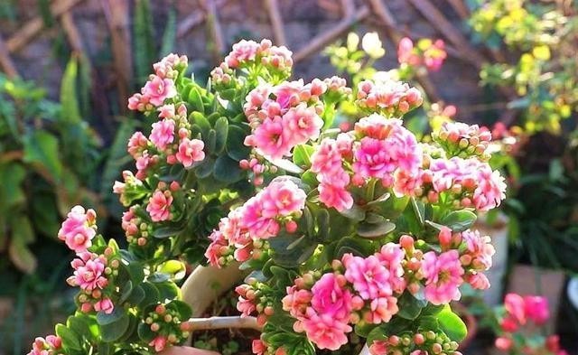  根系强|长寿花不能一盆栽多棵！因为难养好，想要一盆多色只有一个方法！