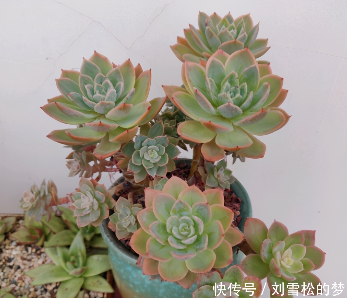 杆子|大水桩丝绸面纱的脱变,越控越小,杆子也越来越粗