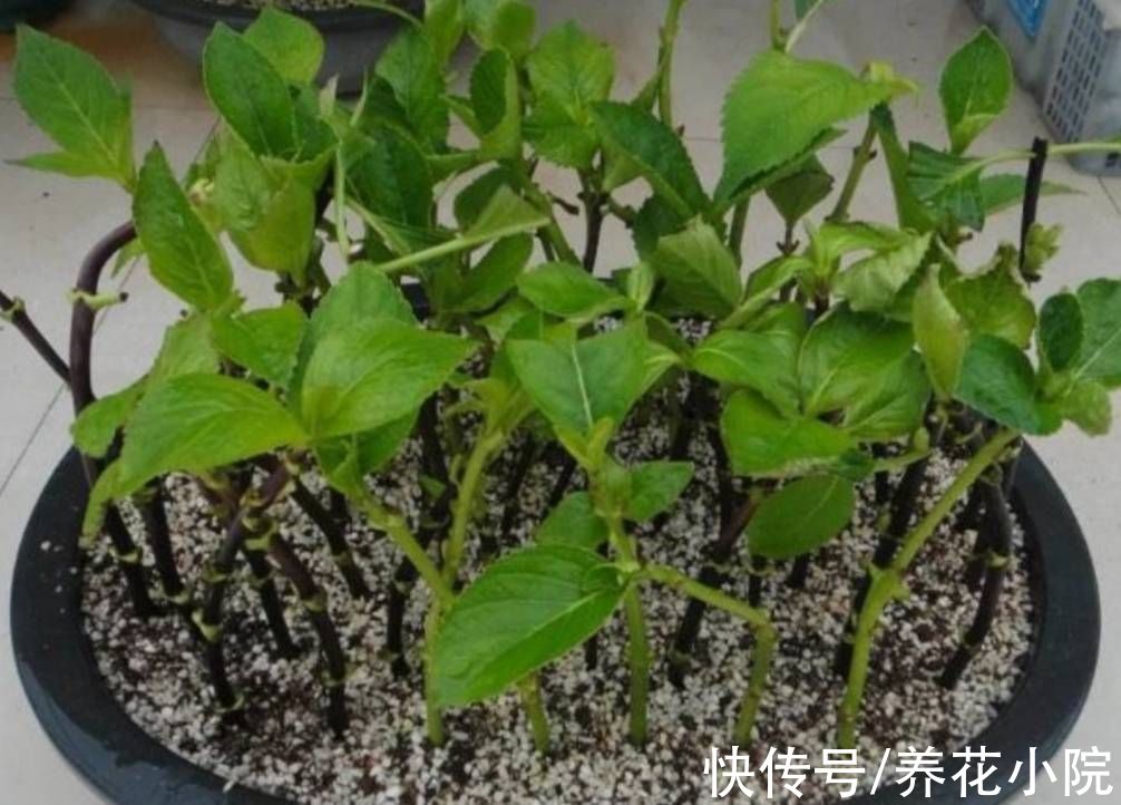扦插|6种漂亮的花,秋天扦插生根快,来年就能开花