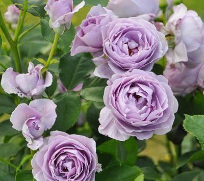  嫌多|20种月季花，美得让人窒息，家里放100盆都不嫌多！