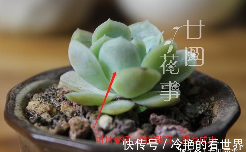 10月养多肉,5种情况需要翻盆,简单3步,生根快重新变美