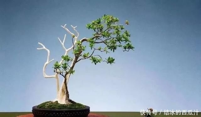 盘子|用石头盘子来养花,变成小盆景,价值能翻好几倍