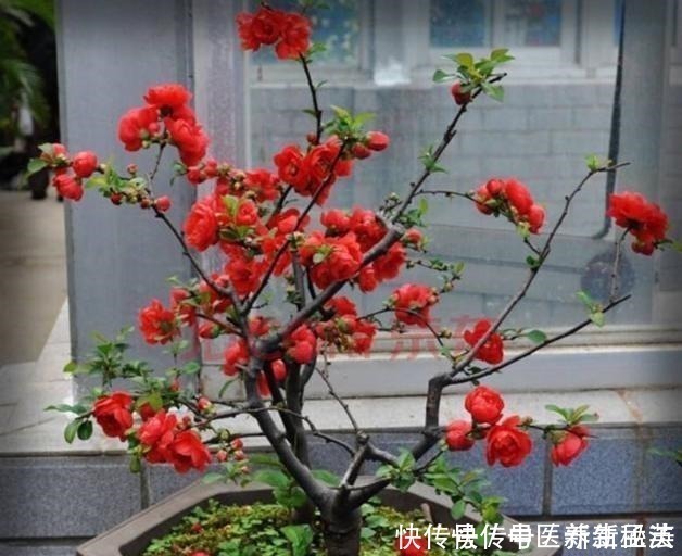 发酵|偷偷告诉你,养花“高手”都用“这种”肥,不花钱,养啥花都旺!