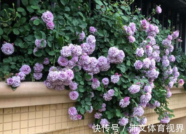 栽种|有院子别空着,栽上3类爬藤花,美成大花海