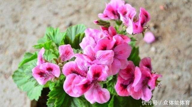 养花不用花钱，这3种花简单“扦插”，没几天就生根发芽，爱开花！