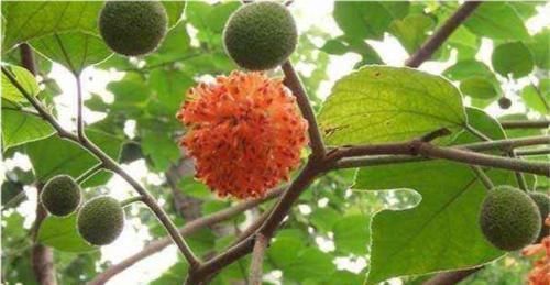 男人|农村随处可见的稀罕水果,男人吃了有益,如今20元一斤