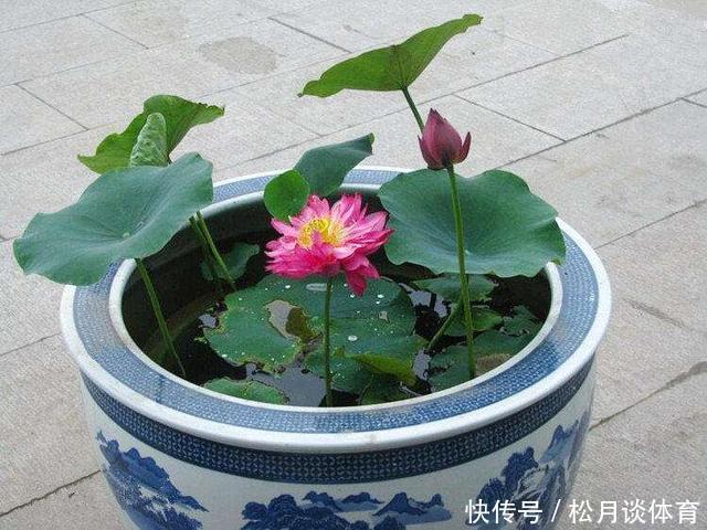 老太太买花“被骗”，碗莲变“菜莲”，因祸得福，3年挖出一缸藕