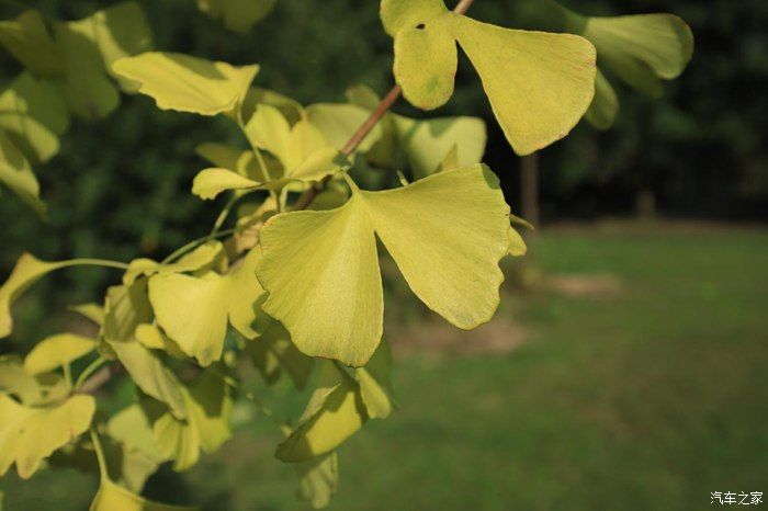 奶爸|准奶爸的座驾福克斯ST-line，颜值与性能齐飞