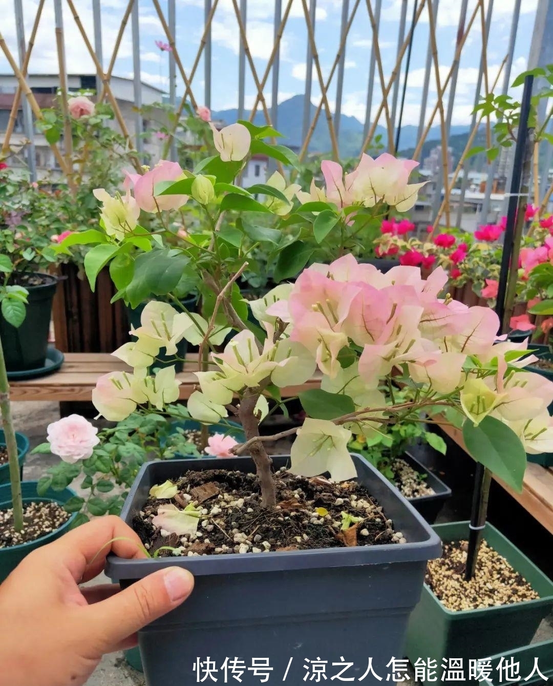 花苞|养的花一直不开花,主要是这6点做好,赶紧学起来