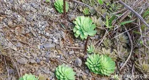 野草|长在石缝、屋顶的1野草，人称“太岁草”，房顶若有别拔，是福气