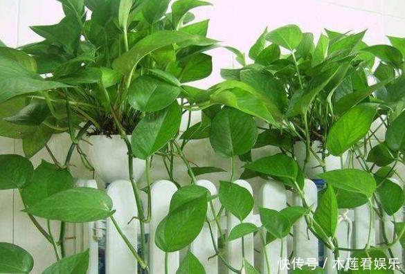 小齐|绿萝天天有黄叶平常注意“几点”,叶片大又绿,黄叶不见了
