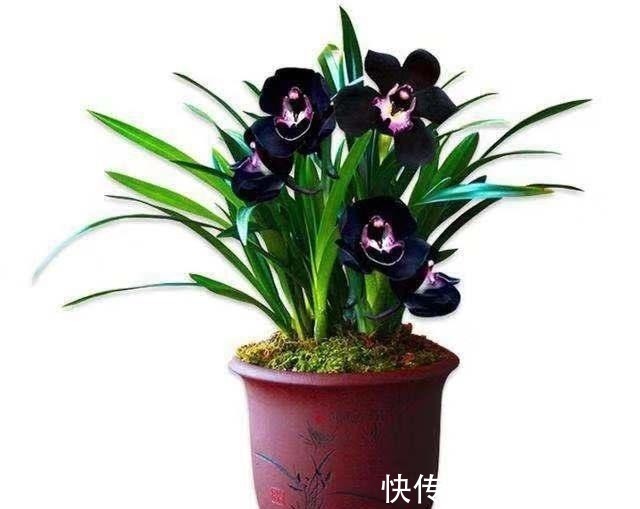 淡色调|这款兰花真奇怪,被誉为是兰花界的“黑魔法”,适合新手养护!