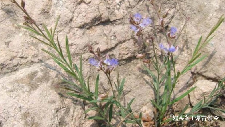 线儿茶|农村一种不起眼野草,今天才知价值,请珍惜,178元一斤