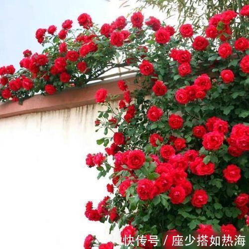 家里有个小露台,养上2棵红木香,一次开花100朵