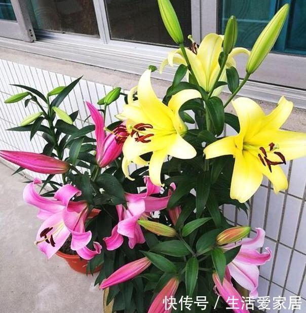 浇水|养花高手盆栽花草存在这3坏习惯要趁早改，迟了植物就遭殃