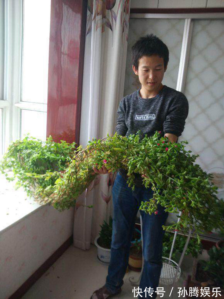 牡丹|牡丹吊兰不仅是花,还是“吃货”的美味,掐个枝插土里,窜了3米